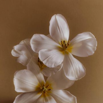 Why High Performers Struggle to Truly Rest – And what science says about real recovery