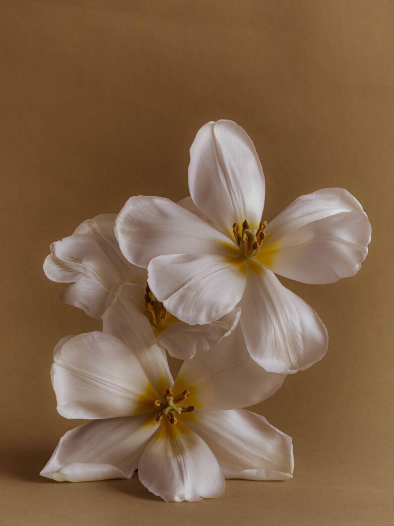 Family Retreats for High Performers – Between Boardroom & Breakfast Table